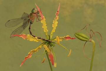 A dragonfly resting on a flame lily (Gloriosa superba). This insect belongs to the libellulidae family.