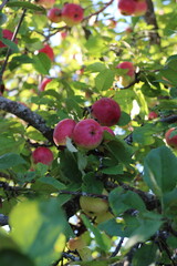 apples are red on the branches of a large tree ,