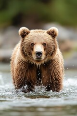 Obraz premium Brown bear wading in a river, Alaskan wilderness backdrop