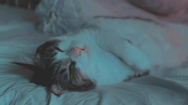 Cats sleeping on the bed in bedroom at night and waking up looking at camera. House cats. Pets. Domestic. Colico. Tri-color coat. 4K