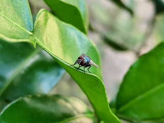 Flying insects with red eyes and thin wings land on green leaves. This type is often seen flying in kitchens and trash.