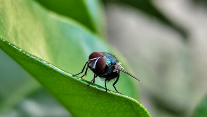 Flying insects with red eyes and thin wings land on green leaves. This type is often seen flying in kitchens and trash.