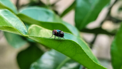 Flying insects with red eyes and thin wings land on green leaves. This type is often seen flying in kitchens and trash.