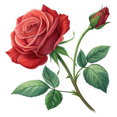 Fototapeta premium red rose on white background