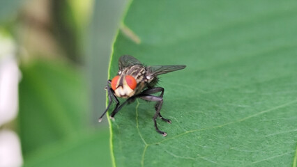 Flying insects with red eyes and thin wings land on green leaves. This type is often seen flying in kitchens and trash.