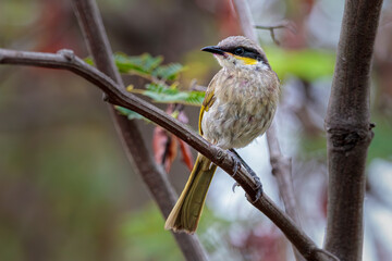 Singing Honeyeater
