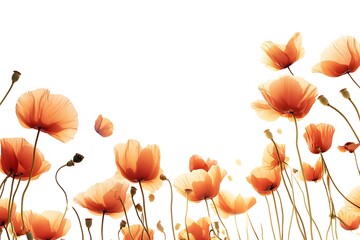 Peachy Poppies Field, Soft Focus, Isolated, Blooming