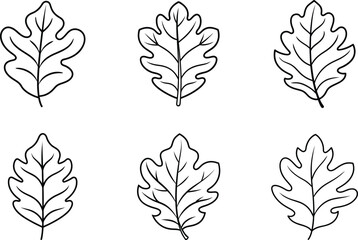 Set of Oak Leaf Outlines - Minimalist Autumn Fall Vector Illustration