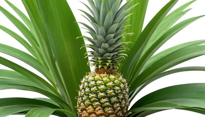 Fototapeta premium pineapple isolated on white background, full depth of field,freshness, pineapple, fruit, juicy, 9