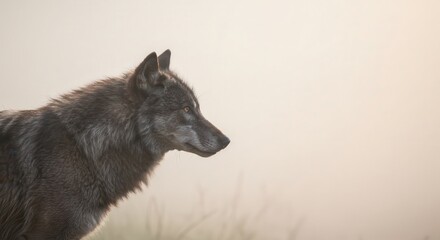 Obraz premium Wolf Standing Calmly in Foggy Field at Dawn in Natural Light