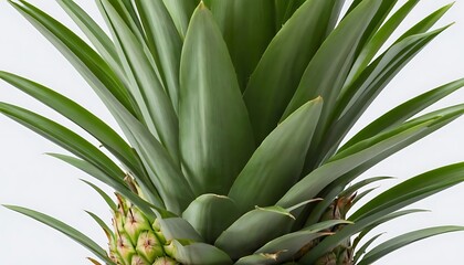 Fototapeta premium pineapple isolated on white background, full depth of field,freshness, pineapple, fruit, juicy, 6