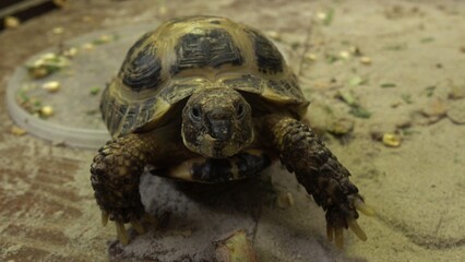 Close-Up of a Tortoise in Natural Habitat