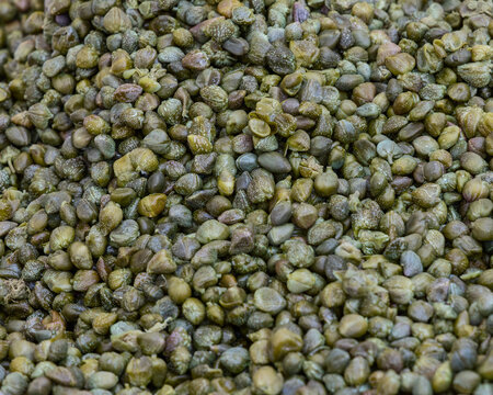 Close-up background of salted Italian capers in various green shades with a rough wrinkled texture