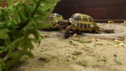 Close-Up of a Tortoise in Natural Habitat