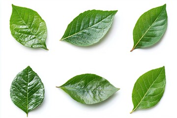 Foglie verdi isolate su sfondo bianco, evidenziando la loro freschezza e vitalit&agrave; naturale.