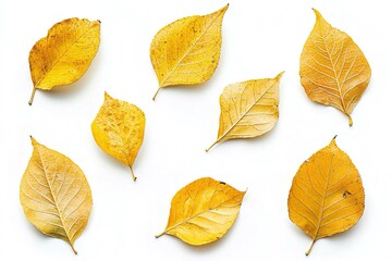 Naklejka premium Raccolta di foglie autunnali su uno sfondo bianco, mostrando la varietà di tonalità gialle e forme tipiche dell'autunno.