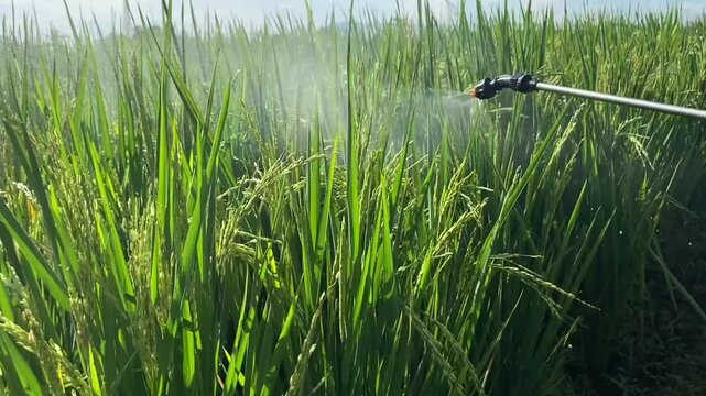 Sprayer spraying rice field. Suitable for agriculture, farming, crop protection, pesticide application