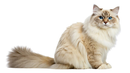Fototapeta premium british shorthair cat