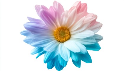 Vibrant flower close-up on white background