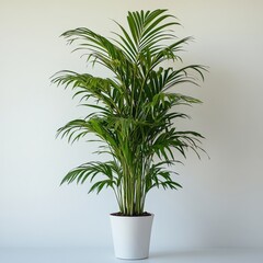 Lush Green Parlor Palm in White Pot.