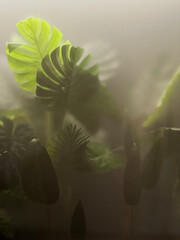 Burred monstera leaves behind Frosted glass of window cafe ,Burred green leaf background.