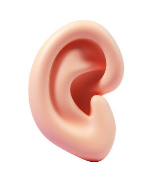 3d rendered illustration of a human ear