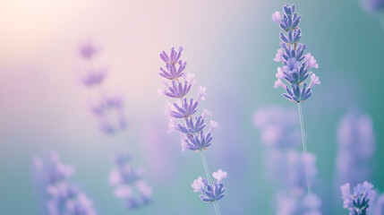 Obraz premium Lavender flowers in a serene field at sunrise with soft pastel colors