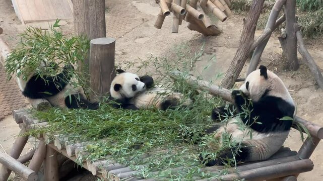 Panda family is eating bamboo at the zoo.