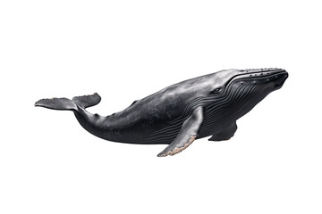 Obraz premium Majestic blue whale swimming gracefully in the ocean.
