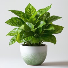 Lush Green Devil's Ivy in a Speckled Pot