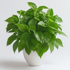 Lush Green Plant in White Pot - Vibrant Indoor Foliage