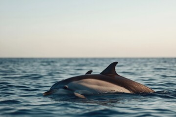 Fototapeta premium Dolphin gliding through tranquil waters, showcasing elegance and