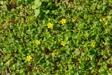 緑の草地に咲くカタバミの黄色い花