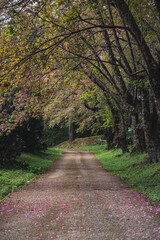 Naklejka premium solo traveler in nature concept with country road with pink cherry blossom tree in springtime season