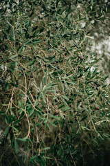 olive tree in italy close up
