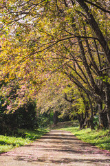 solo traveler in nature concept with country road with pink cherry blossom tree in springtime season