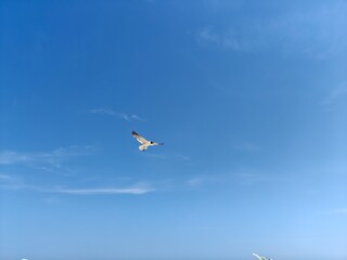 Seagull at  Ocean City, DELAWARE