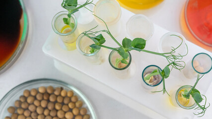 Analysis of green sprouts in the laboratory. Test tubes with a plant inside.