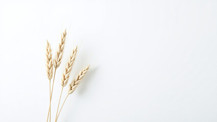 Fototapeta premium white wheat ears solitary clean backdrop pure snowy whiteness every single time visually appealing many people