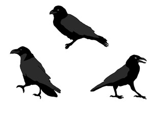 BIRD VECTOR