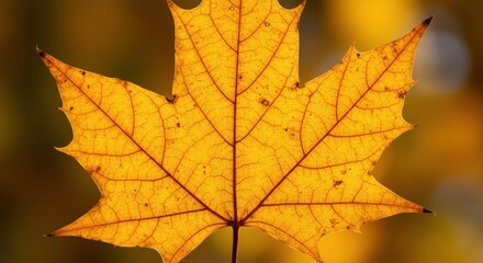 Obraz premium Yellow Maple Leaf Close-up Showing Veins and Textures Against Blurred Background
