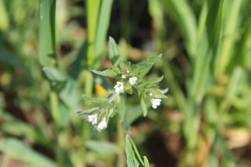 Dicliptera tinctoria, Peristrophe or Mountain Foldwing pink flower
