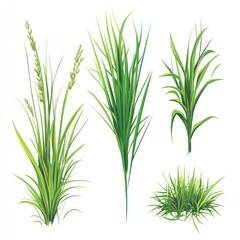 Obraz premium Green Grass Collection
