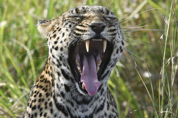 Yawning leopard showing his teeth 