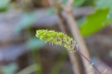 緑のつぼみをつけた植物の接写