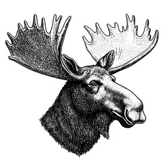 Engraved illustration of a majestic moose head showcasing intricate details in vector art style for tattoo and packaging design