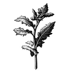 Fototapeta premium Artful engraved illustration of a detailed herb plant, ideal for tattoo designs and creative packaging projects