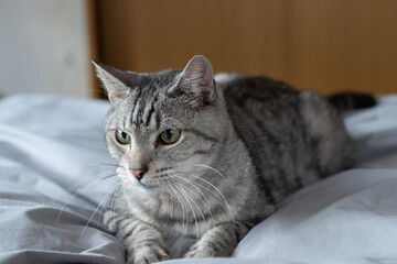 ベッドでくつろぐ可愛い猫　サバトラ猫