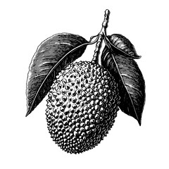 Engraved illustration of a lychee fruit with detailed leaves in a vintage style for creative design inspiration