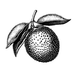 Engraved illustration of a textured fruit with leaves, ideal for packaging design and tattoo inspiration